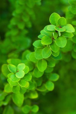 arka planı yeşil dallar