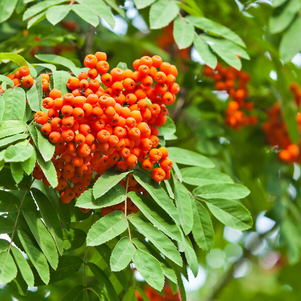 Ripe rowan