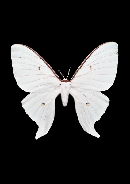 Большая белая бабочка — стоковое фото