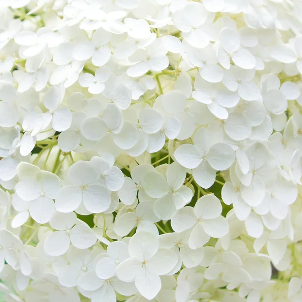 배경에 흰색 꽃 — 스톡 사진