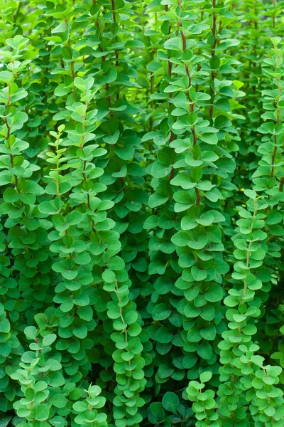 Antecedentes dos ramos verdes — Fotografia de Stock