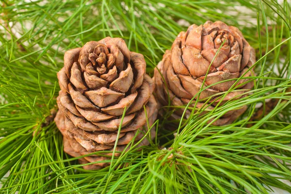 Coni di cedro — Foto Stock