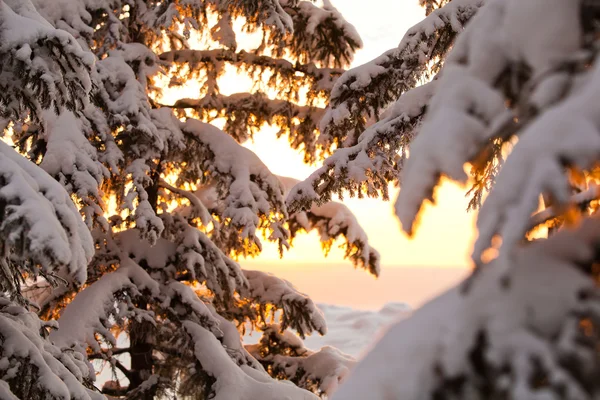 Ramos cobertos de neve na luz dourada — Fotografia de Stock