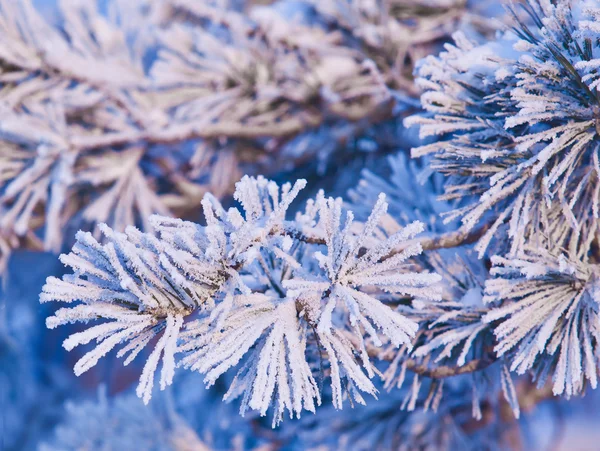 Las ramas de cedro en la nieve — Foto de Stock