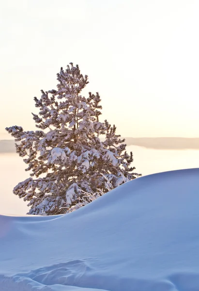Дерево на снігу — стокове фото