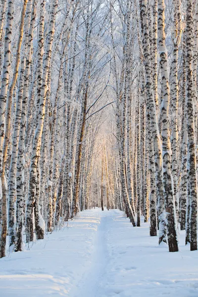 Birch alley in winter — Stockfoto