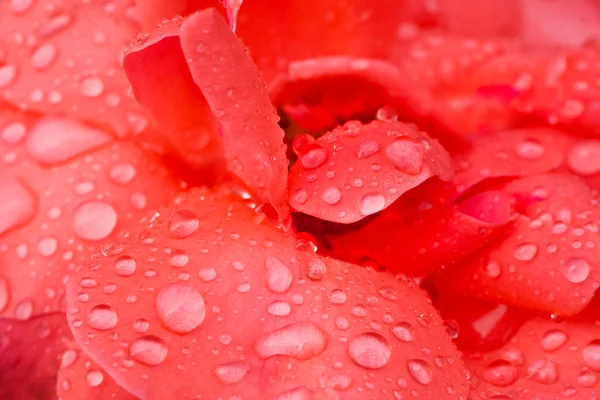 Flower petals with drops of water