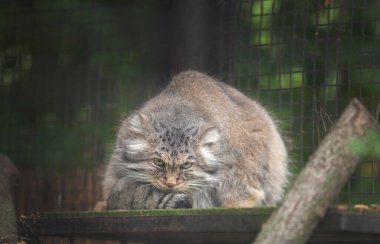 Manul, Pallas Cat, (Otocolobus manul) Rigas Hayvanat Bahçesi, Letvija 