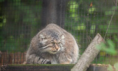 Manul, Pallas Cat, (Otocolobus manul) Rigas Hayvanat Bahçesi, Letvija 