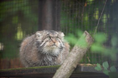 Manul, Pallas Cat, (Otocolobus manul) Rigas Hayvanat Bahçesi, Letvija 