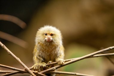 Bir dalda Pigme Maymun Marmoset