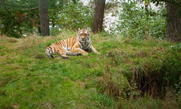 Tiger Zoo Kristiansand Norway — Stock Photo, Image