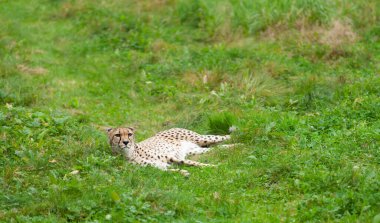 Doğal bir parkta güzel vahşi bir çita.
