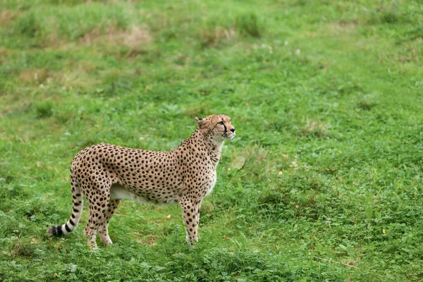 Красивая Дикая Кошка Гепард Природном Парке — стоковое фото