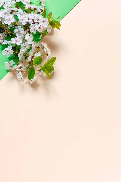 Close Foto Van Mooie Witte Bloeiende Kersenboom Takken Bruiloft Verloving — Stockfoto