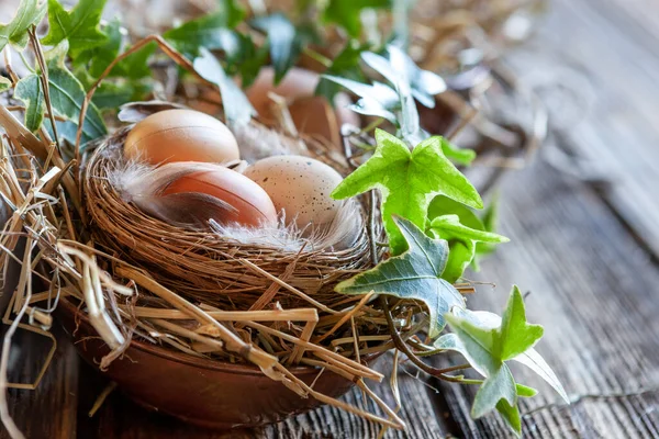Великдень Прикрашає Яйця Гнізді Пір Соломі Зеленими Гілочками Плюща Дерев — стокове фото