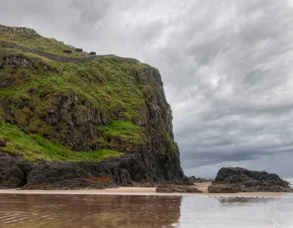 Vacas Ganado Pastos Costa Animales Rocas Donegal Irlanda Del Norte — Foto de Stock