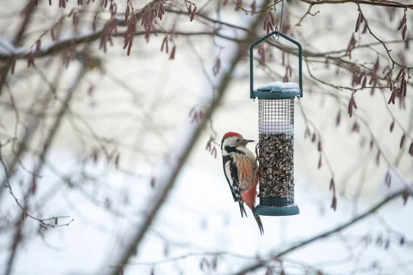 Middle Spotted Woodpecker Leiopicus Medius Dendrocopos Medius Bird Feeder Winter — Stok Foto