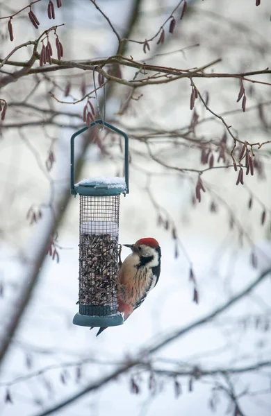 Ortanca Benekli Ağaçkakan Leiopicus Medius Dendrocopos Medius Kışın Bir Kuş — Stok fotoğraf