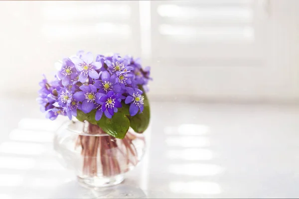 Bouquet Fresh Gentle Purple Liverworts Vase Window Blurred Defocused Spring — Stock Photo, Image