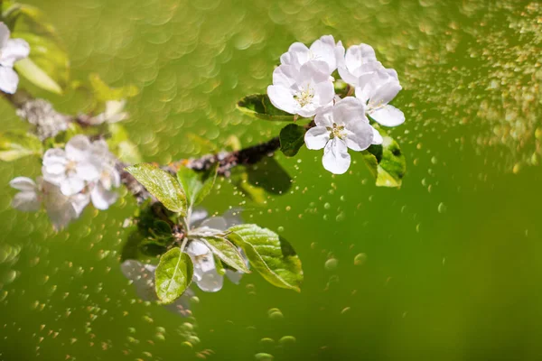 Egy Virágzó Almafa Ága Egy Természetes Homályos Szétszórt Növényzet Hátterén — Stock Fotó