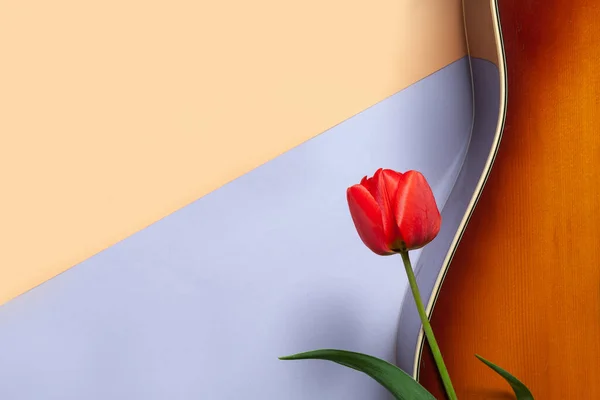 Acoustic Guitar Red Tulip Coral Pastel Very Peri Duotone Background — Stok fotoğraf