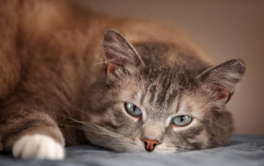 Yakın plan Mavi gözlü güzel kedi dinleniyor.