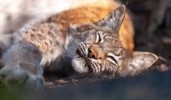 Close up portrait young Wild cat Lynx (Lynx lynx) Bobcat