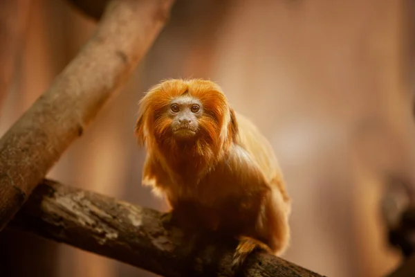 Närbild Golden Lion Marmoset Tamarin Monkey — Stockfoto