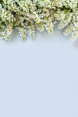 Close-up photo of Beautiful white Flowering Bird Cherry Tree branches. Wedding, engagement or betrothal concept on gray background. Top view, greating card.	