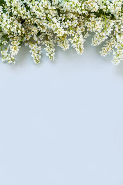 Close Photo Beautiful White Flowering Bird Cherry Tree Branches Wedding — Fotografia de Stock