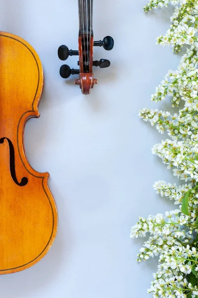 Close Branch Blossoming Bird Cherry Two Old Violins Light Gray — Stok fotoğraf