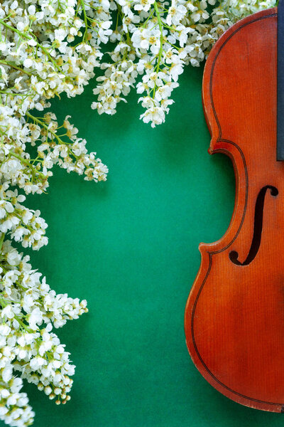Close Branch Blossoming Bird Cherry Old Violin Green Background Stock Picture