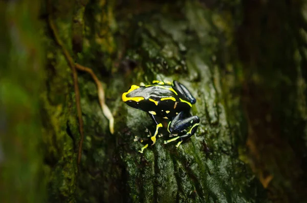 Barwienie Trująca Strzałka Żaba Dendrobates Tinctorius — Zdjęcie stockowe