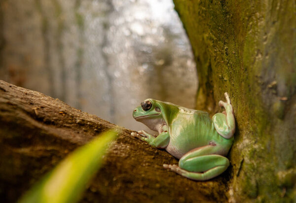Australian Green Tree Frog Ranoidea Caerulea Stock Picture