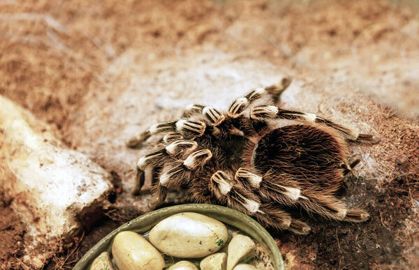 Tarantula Bird Eating Spider Acanthoscurria Geniculat Royalty Free Stock Images
