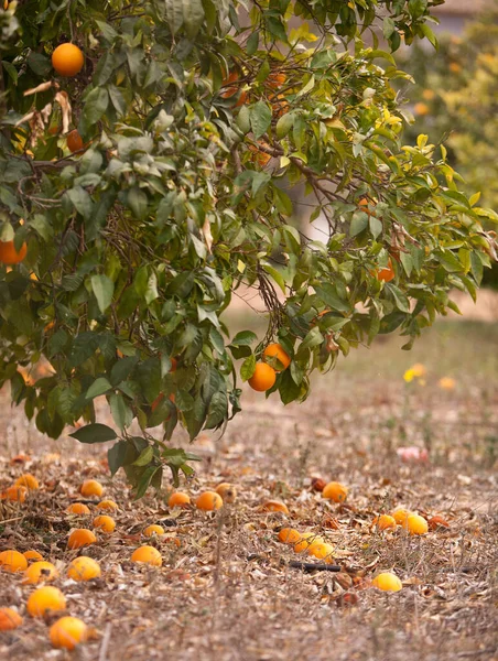 Spoiled fruits of the orange tree are lying on the ground. Problems of food, ecology, crop failure