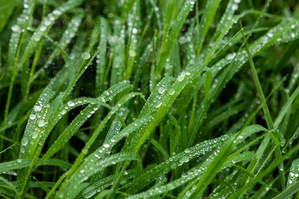 Green Meadow Grass In Raindrops, Natural Background,  Ecology, Earth Day. 