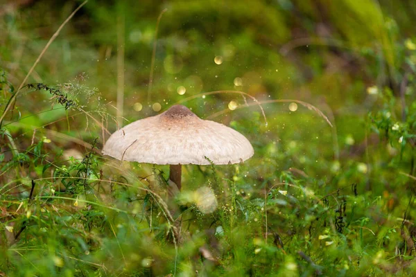 Big Umbrella Mushroom Green Meadow Grass Raindrops Natural Background Ecology — Stok fotoğraf