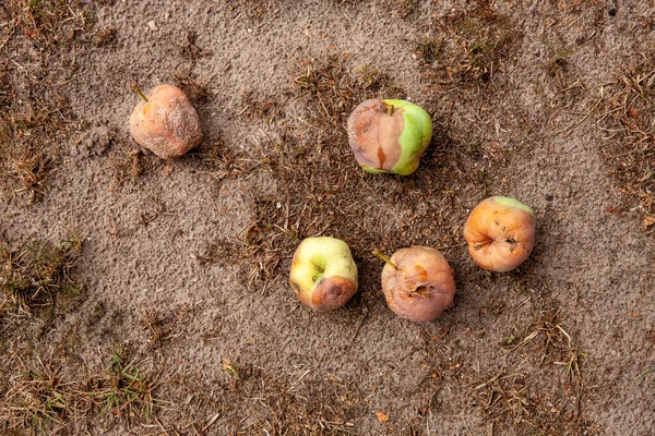 Spoiled Rotten Apples Dry Ground Environmental Disaster Natural Background Outdoors Stok Foto