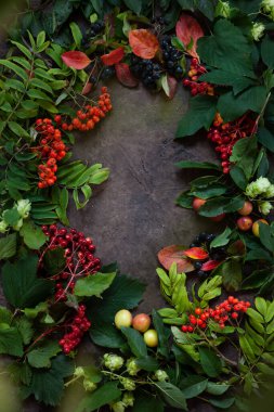 Fresh juicy fruits of forest and garden berries, shrubs with leaves - natural background, mountain ash, viburnum, cherry plum, chokeberry, hops