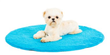 sandalyenin üzerinde köpek yavrusu