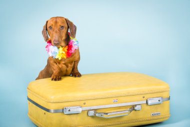 Dachshund on a suitcase clipart