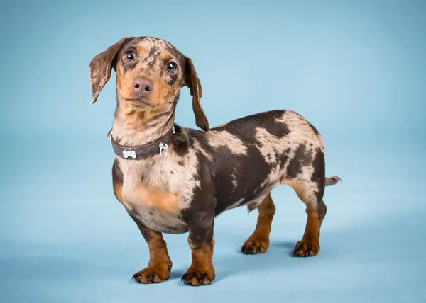 Minyatür dachshund — Stok fotoğraf