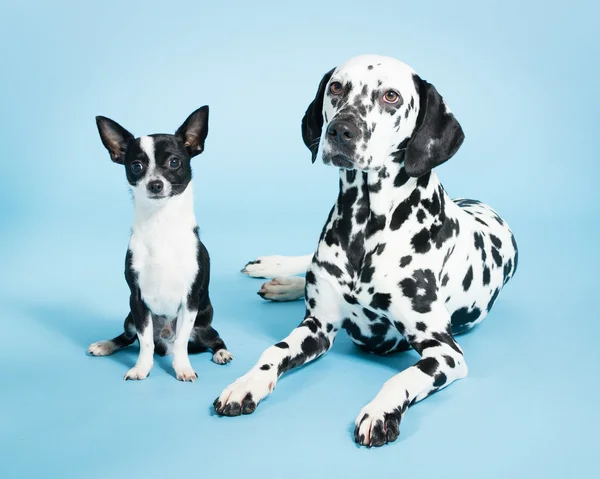 Chihuahua en Dalmatische — Stockfoto