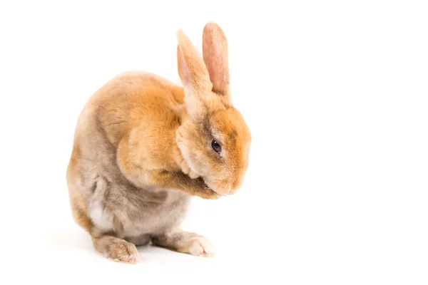 Rabbit — Stock Photo, Image