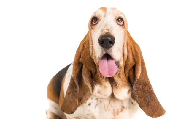 Basset hound — Stockfoto