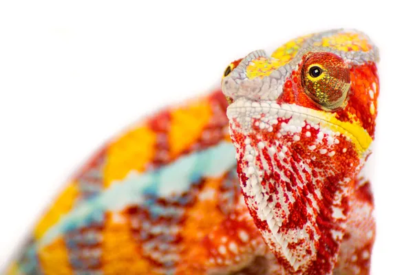 Rainbow Chameleon — Stock Photo, Image