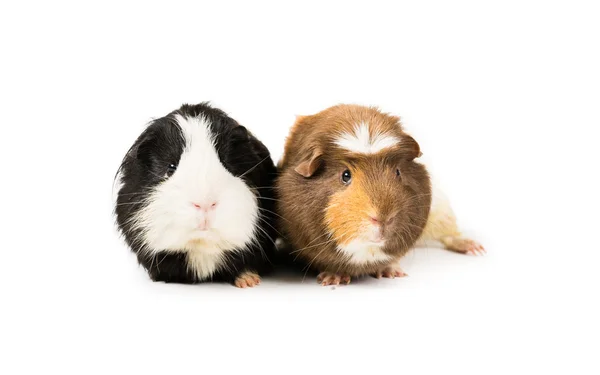 Paar piggies — Stockfoto