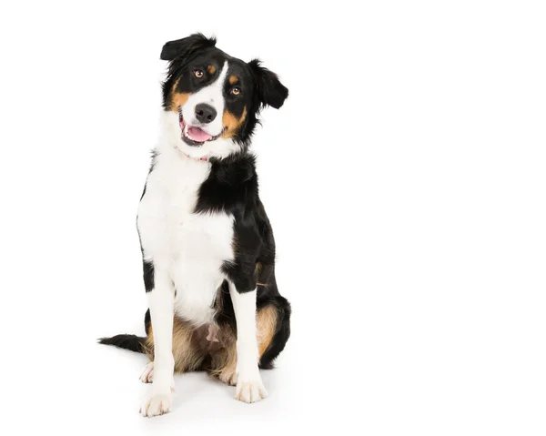 Collie. , — Foto Stock